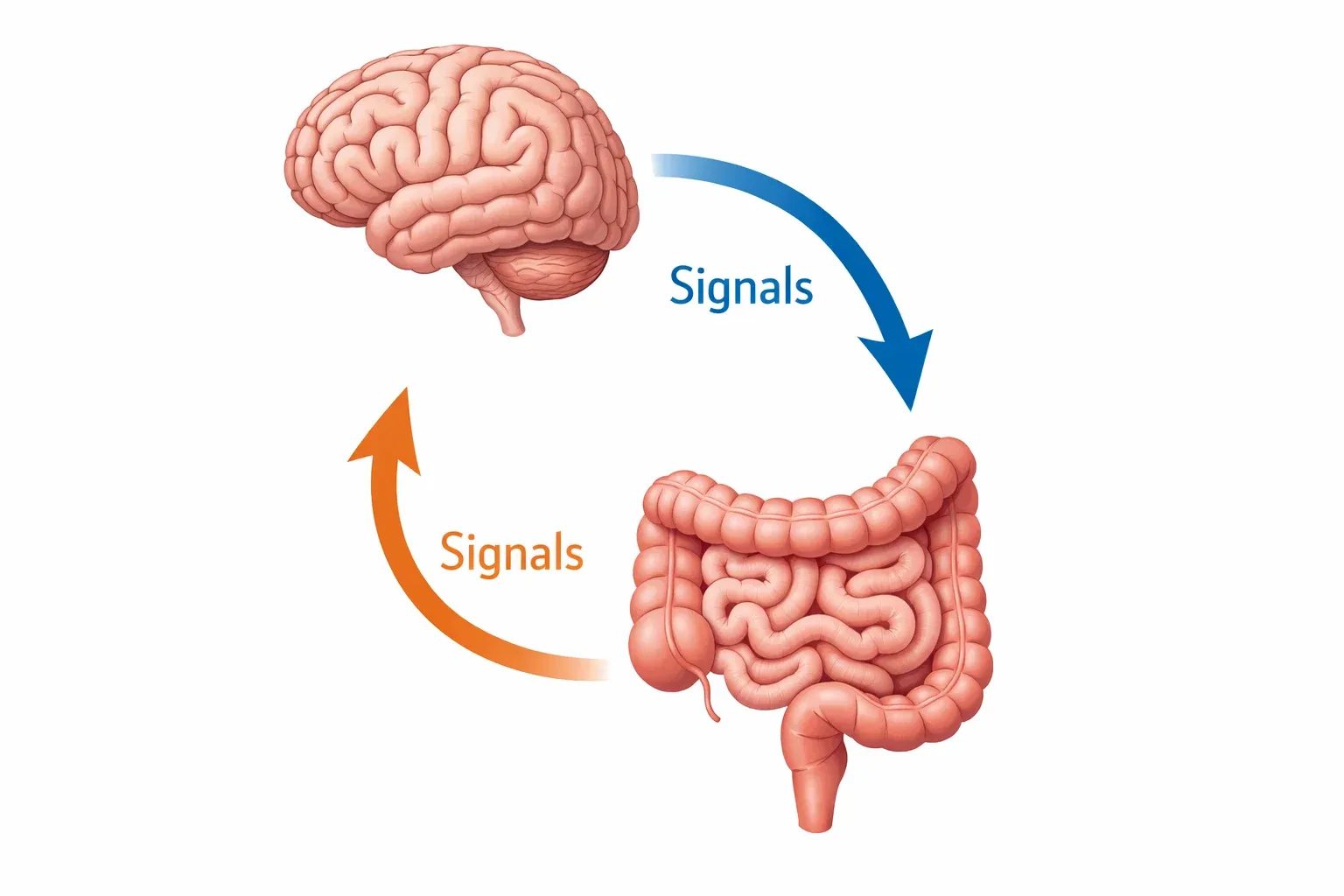 Gut–Brain Axis Explained Simply